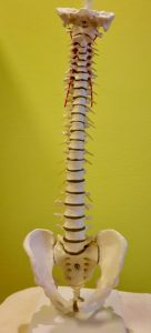 Osteopathische Manualtherapie, Chirotherapie: Modell einer menschlichen Wirbelsäule