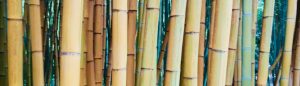 Praxis Dr. med. A. Ghazi-Idrissi: Bambus