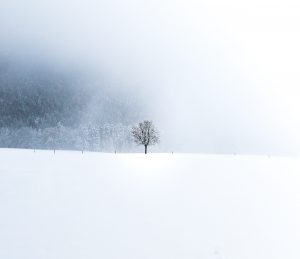 Depressionen aus Sicht der TCM: Foto Baum im Schneegestöber