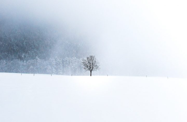 Depressionen aus Sicht der TCM: Foto Baum im Schneegestöber